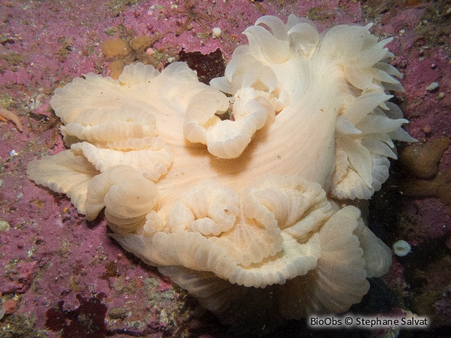 Ptychodactis patula