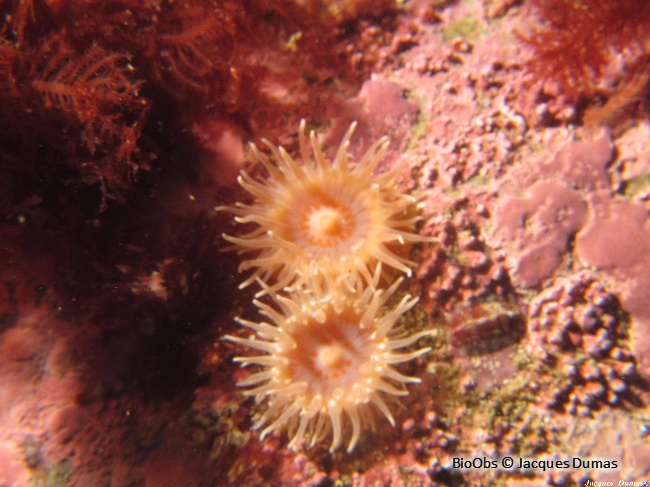 Stomphia coccinea Anémone marbrée