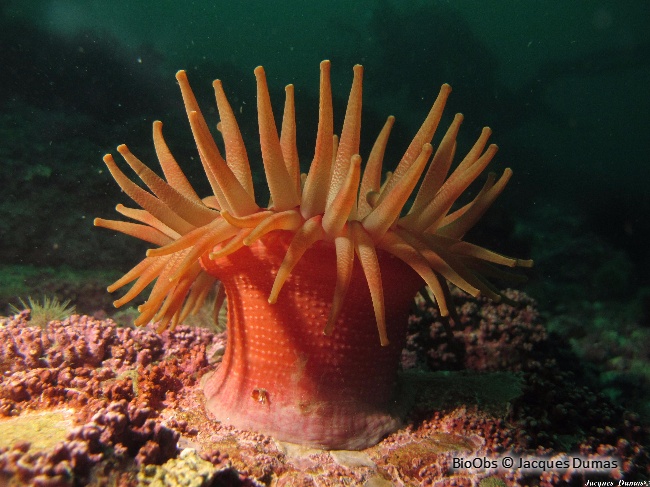 Cribrinopsis similis