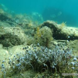 Acétabulaire - <i>Acetabularia acetabulum</i><br />Photographe : Marine Preuvost