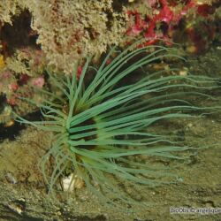 Cerianthe - <i>Cerianthus membranaceus</i><br />Photographe : angélique Bartalan