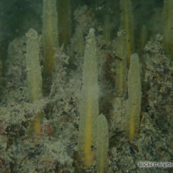 Eponge pinceau - <i>Ciocalypta penicillus</i><br />Photographe : Brigitte Fournier