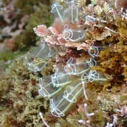 Grande claveline - <i>Clavelina lepadiformis</i><br />Photographe : angélique Bartalan