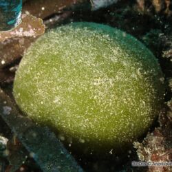 Béret basque - <i>Codium bursa</i><br />Photographe : Angélique Bartalan