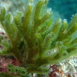Codium fragile - <i>Codium fragile</i><br />Photographe : emilie rochard