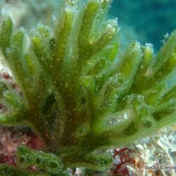 Codium fragile - <i>Codium fragile</i><br />Photographe : emilie rochard