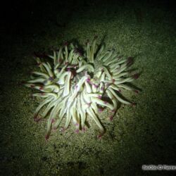 Anémone soleil - <i>Condylactis aurantiaca</i><br />Photographe : Pierre Corbrion