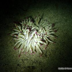 Anémone soleil - <i>Condylactis aurantiaca</i><br />Photographe : Pierre Corbrion