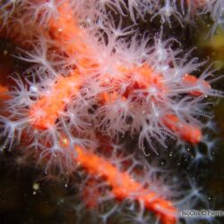 Corail rouge - <i>Corallium rubrum</i><br />Photographe : Pierre Corbrion