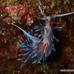 Hervia - <i>Cratena peregrina</i><br />Photographe : emilie rochard