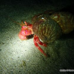 Grand pagure - <i>Dardanus calidus</i><br />Photographe : Pierre Corbrion