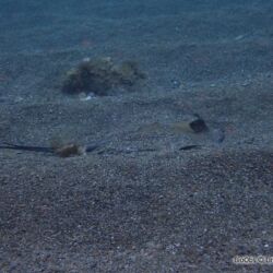 Pastenague commune - <i>Dasyatis pastinaca</i><br />Photographe : Line BENET