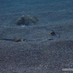 Pastenague commune - <i>Dasyatis pastinaca</i><br />Photographe : Line BENET