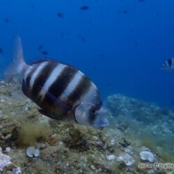 Sar tambour - <i>Diplodus cervinus</i><br />Photographe : Brigitte Fournier