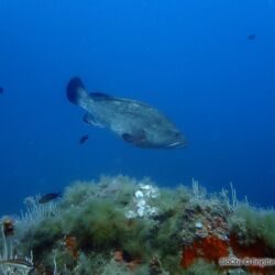 Mérou brun - <i>Epinephelus marginatus</i><br />Photographe : Brigitte Fournier