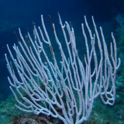 Gorgone blanche - <i>Eunicella singularis</i><br />Photographe : emilie rochard