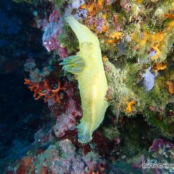 Doris géante - <i>Felimare picta</i><br />Photographe : emilie rochard