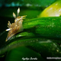 Doris de Villefranche - <i>Felimare villafranca</i><br />Photographe : Angélique Bartalan