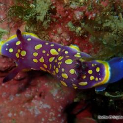 Doris tacheté mauve - <i>Felimida luteorosea</i><br />Photographe : Brigitte Fournier