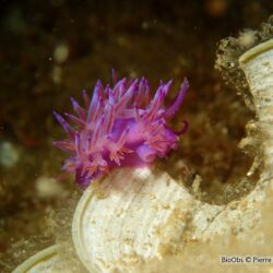Flabelline mauve - <i>Flabellina affinis</i><br />Photographe : Pierre Corbrion