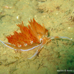 Godive orange - <i>Nemesignis banyulensis</i><br />Photographe : Annie Lafourcade