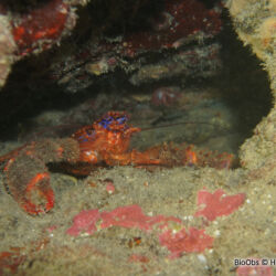 Galathée bicolore - <i>Galathea strigosa</i><br />Photographe : Henri GRATEAU