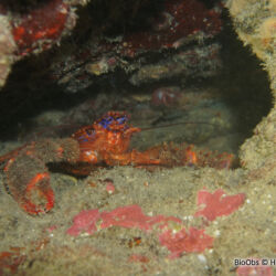 Galathée bicolore - <i>Galathea strigosa</i><br />Photographe : Henri GRATEAU