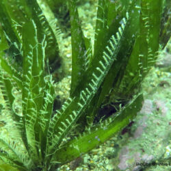 Posidonie - <i>Posidonia oceanica</i><br />Photographe : Philippe Roche