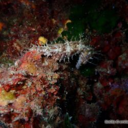 Hippocampe moucheté - <i>Hippocampus guttulatus</i><br />Photographe : emilie rochard