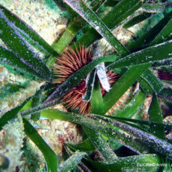 Oursin violet - <i>Paracentrotus lividus</i><br />Photographe : Annie Lafourcade