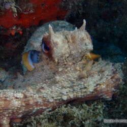 Poulpe commun - <i>Octopus vulgaris</i><br />Photographe : emilie rochard