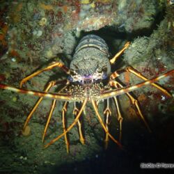 Langouste rouge - <i>Palinurus elephas</i><br />Photographe : Pierre Corbrion