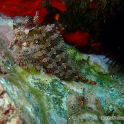 Blennie gattorugine, cabot - <i>Parablennius gattorugine</i><br />Photographe : emilie rochard