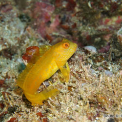 Blennie pilicorne - <i>Parablennius pilicornis</i><br />Photographe : Henri GRATEAU