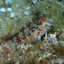 Blennie pilicorne - <i>Parablennius pilicornis</i><br />Photographe : LEPERE Sylvie