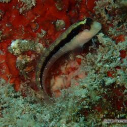 Blennie de Roux - <i>Parablennius rouxi</i><br />Photographe : emilie rochard