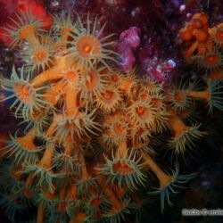 Anémone jaune encroûtante - <i>Parazoanthus axinellae</i><br />Photographe : emilie rochard