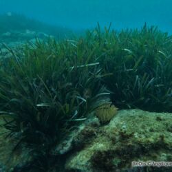 Posidonie - <i>Posidonia oceanica</i><br />Photographe : Angélique Bartalan