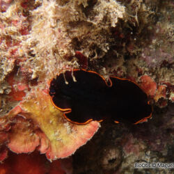 Ver plat noir - <i>Pseudobiceros splendidus</i><br />Photographe : Maguelone GRATEAU