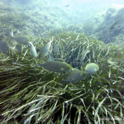 Saupe - <i>Sarpa salpa</i><br />Photographe : Annie Lafourcade