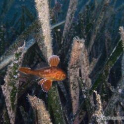 Corb - <i>Sciaena umbra</i><br />Photographe : Laurent Colombet