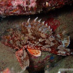 Petite rascasse rouge - <i>Scorpaena notata</i><br />Photographe : emilie rochard