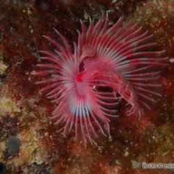 Serpule - <i>Serpula vermicularis</i><br />Photographe : emilie rochard