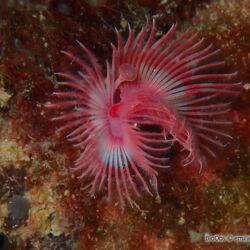 Serpule - <i>Serpula vermicularis</i><br />Photographe : emilie rochard