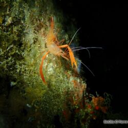 Crevette cavernicole à grandes pinces - <i>Stenopus spinosus</i><br />Photographe : Pierre Corbrion