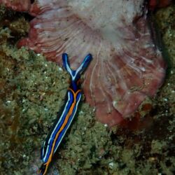 Thuridille de Hope - <i>Thuridilla hopei</i><br />Photographe : Brigitte Fournier