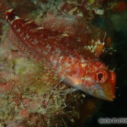Tripterygion jaune - <i>Tripterygion delaisi</i><br />Photographe : LEPERE Sylvie