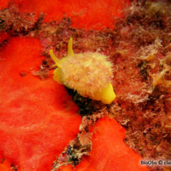 Tylodine jaune - <i>Tylodina perversa</i><br />Photographe : claude clin