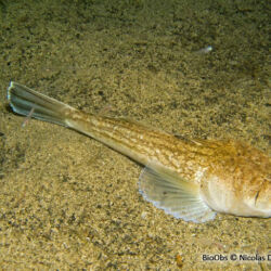 Uranoscope - <i>Uranoscopus scaber</i><br />Photographe : Nicolas Dutertre