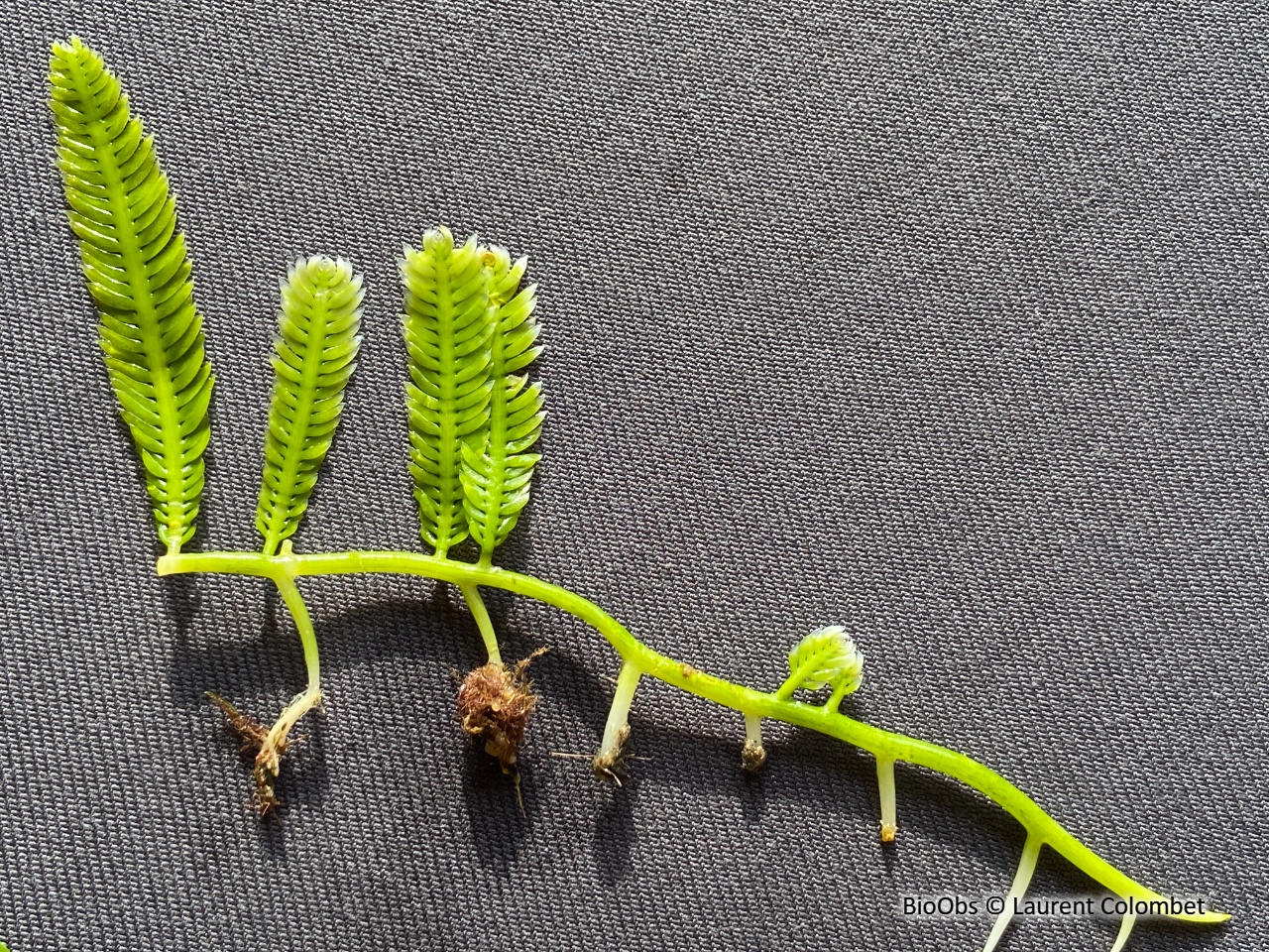 Caulerpe à feuilles d'If - Caulerpa taxifolia - Laurent Colombet - BioObs